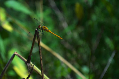 Close-up of dragonfly on plant