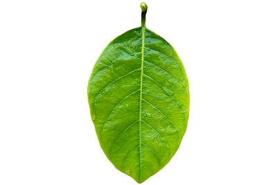 Close-up of leaf against white background