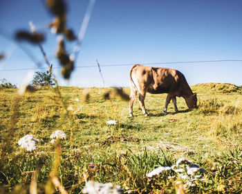 Brown cow grazing in the field against blue sky