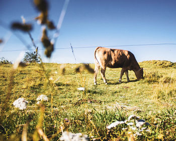 Horses in a field