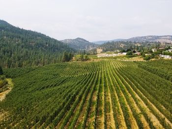 Scenic view of vineyard against sky