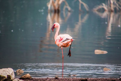 Bird on lake