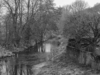 Bare trees by river