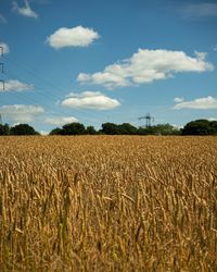Scenic view of wheat field against a blue summer sky