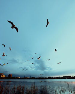 Birds flying in the sky