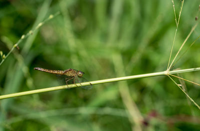 Dragonfly perched on the grass