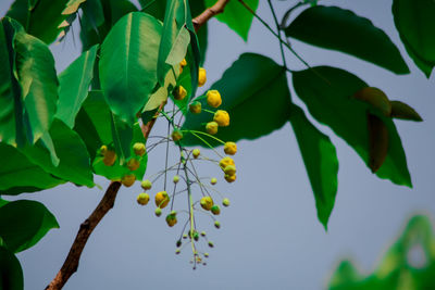 Low angle view of berries growing on tree against sky