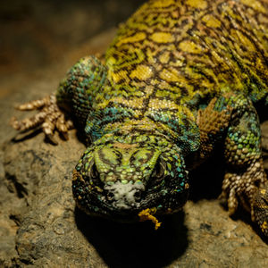 Close-up of lizard on rock