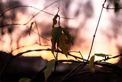 Close-up of dry leaves on plant against sky