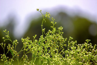 Close-up of plant growing on field