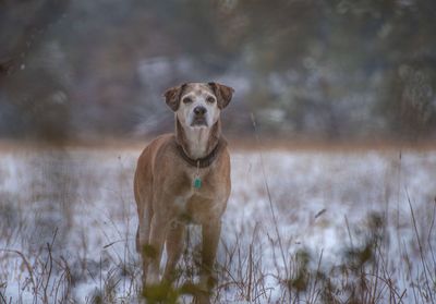 Portrait of dog running on field