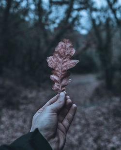 Close-up of hand holding maple leaf