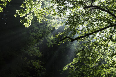 Low angle view of trees in forest