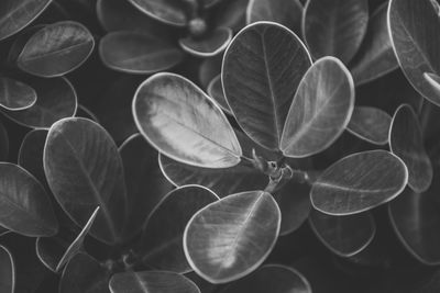 Close-up of leaves