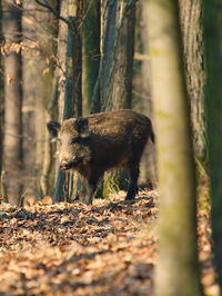Wild boar on tree trunk in forest