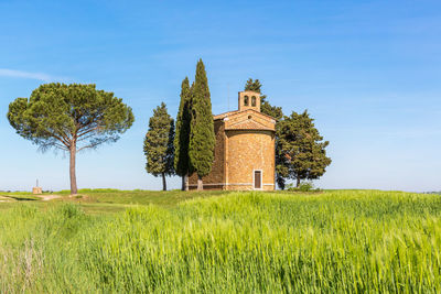 Chapel on a hill in a cornfield