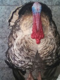 Close up of feathers