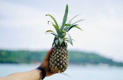 Midsection of person holding plant