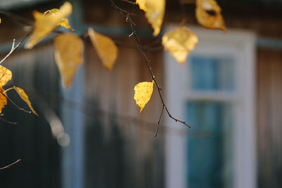 Close-up of dried leaves on plant