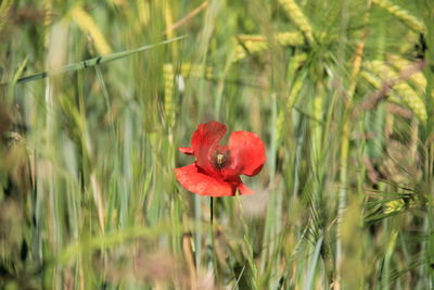 Close-up of red poppy on field