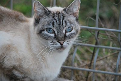 Close-up portrait of tabby cat