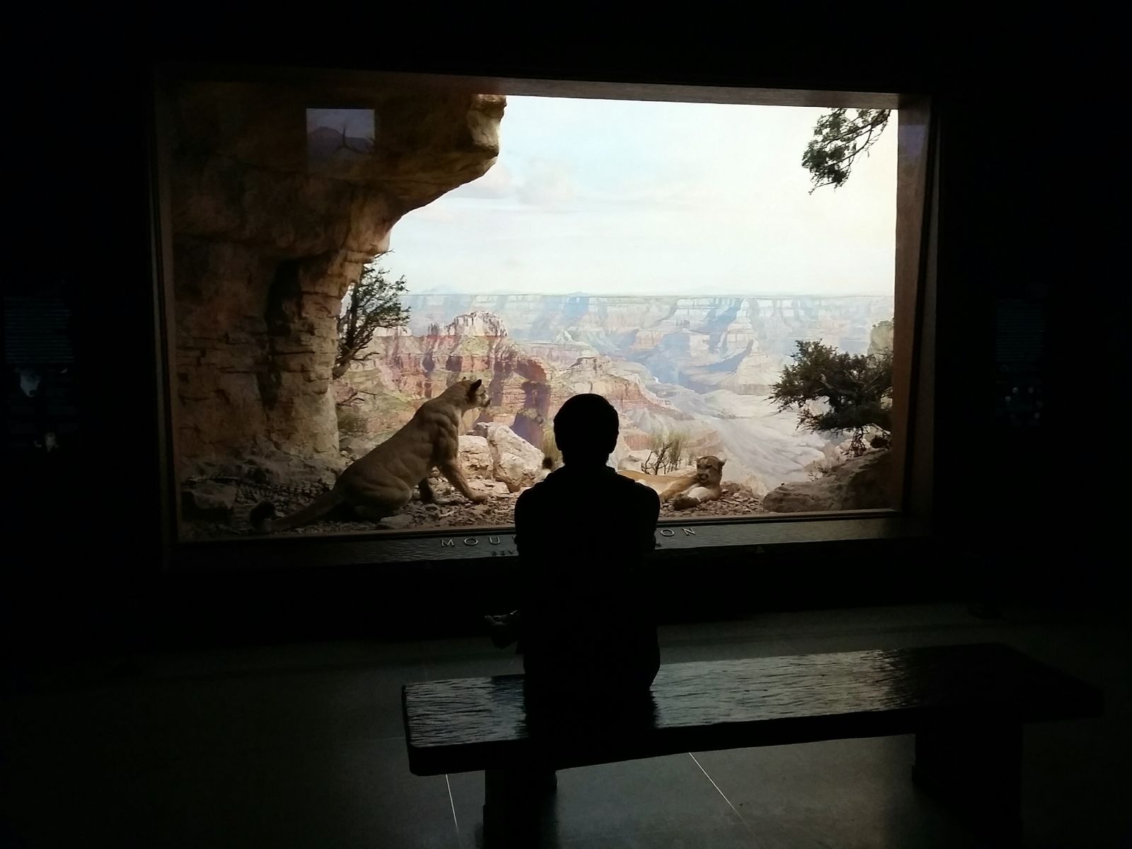 At the American Museum of Natural History III. · New York City New York USA Manhattan museum history display exhibition Taking a break pause Enjoying the View Pondering view from behind Becoming Art light and shadow Darkness &c. pp.