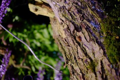 Close-up of moss on tree trunk