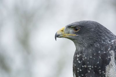 Close-up of bird perching outdoors