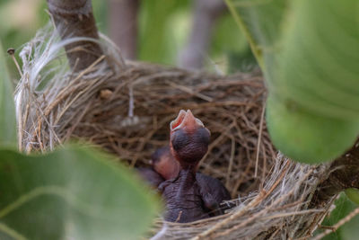 Close-up of bird in nest