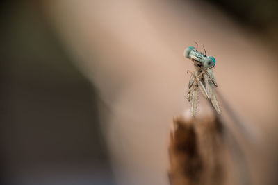 Close-up of insect against defocused background