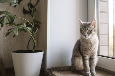 pet