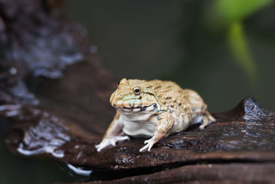 Close-up of frog on wood