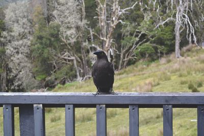 Bird perching on railing