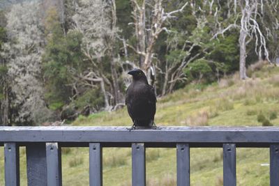 Bird perched on railing against trees
