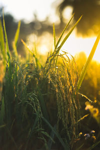 Close-up of paddy growing on field