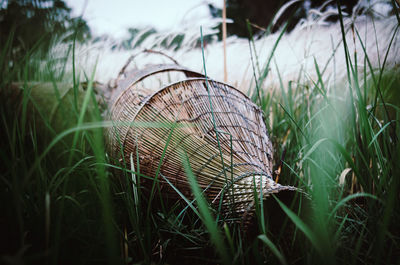 Wicker basket amidst plants on land