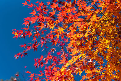 Low angle view of maple tree against blue sky