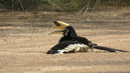 Black bird on a land