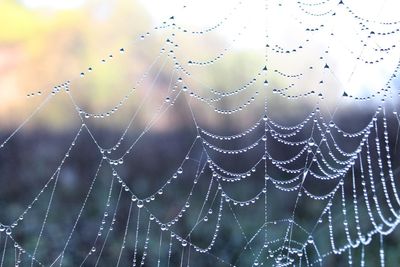 Close-up of spider on web