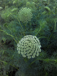 High angle view of plant growing on field