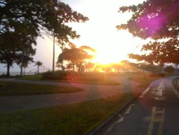 Sun shining through trees