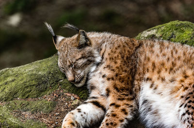Lynx sleeping on rock