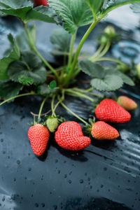 Close-up of strawberries on table