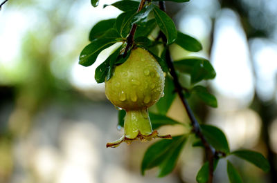 Close-up of berries growing on tree