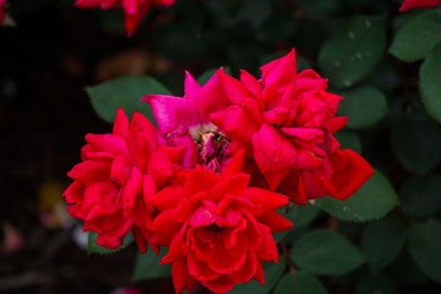 Close-up of pink roses