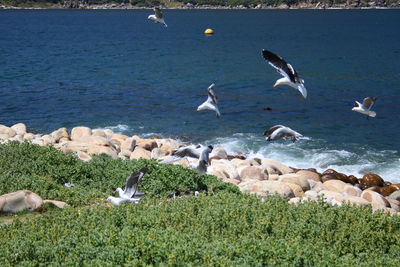 Flock of seagulls on beach