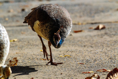 Close-up of bird eating