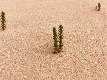 High angle view of plant growing on sand