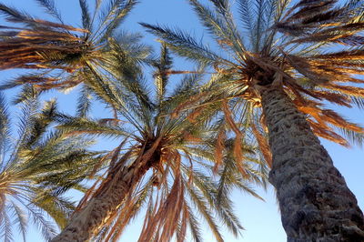 Low angle view of palm trees against sky