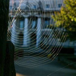 Close-up of spider web